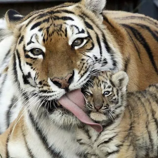 Irresistible cuteness a gallery of adorable moments