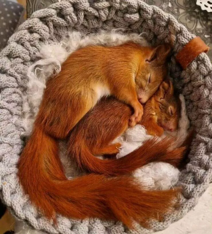 Irresistible cuteness a gallery of adorable moments - #5 
