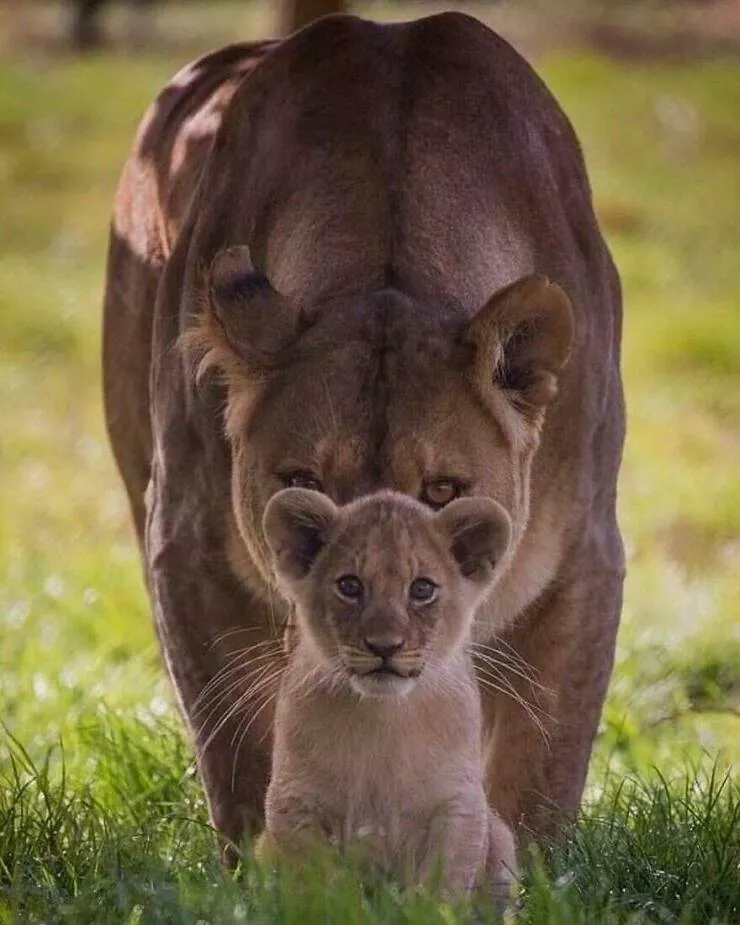 Irresistible cuteness a gallery of adorable moments - #6 