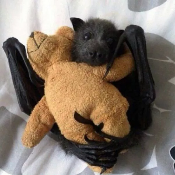 Irresistible cuteness a gallery of adorable moments - #7 