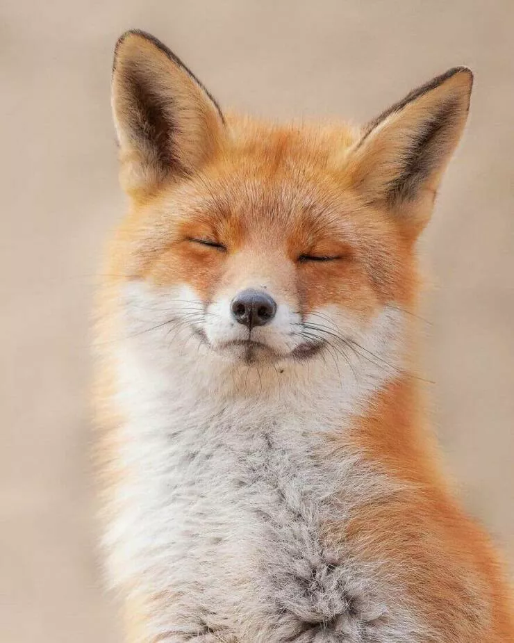 Irresistible cuteness a gallery of adorable moments - #8 