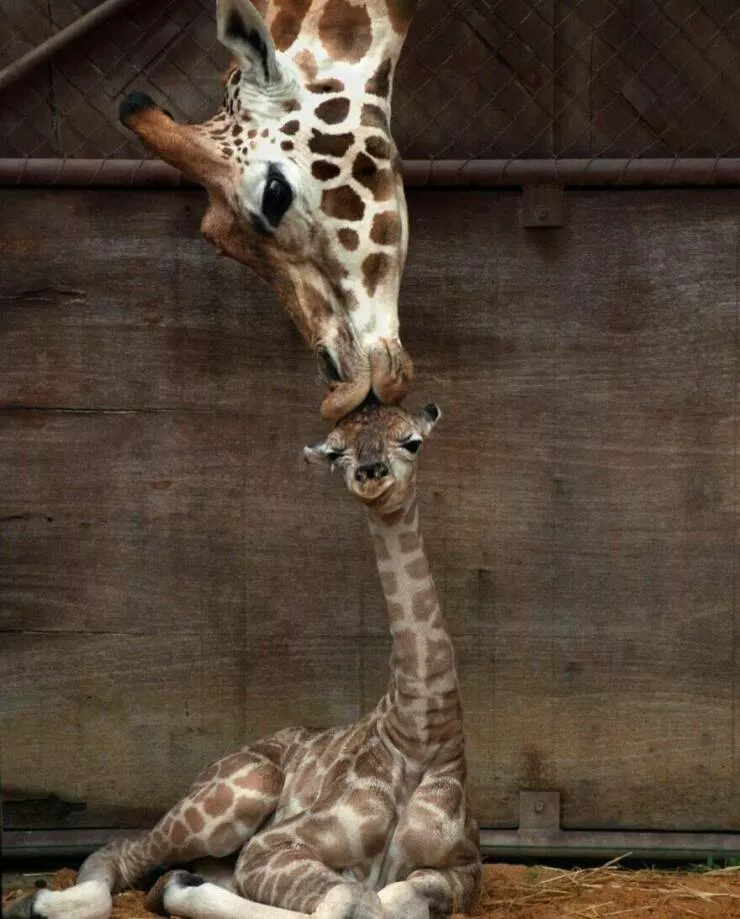 Quand le mignon frappe a la porte - #9 