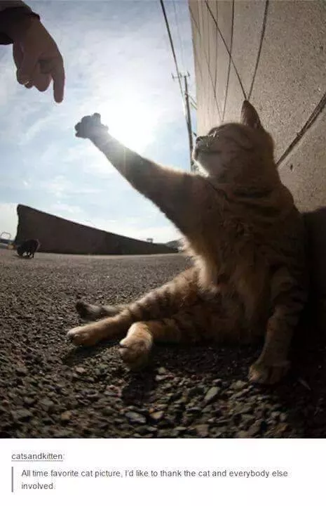 Cats always funny and lovable