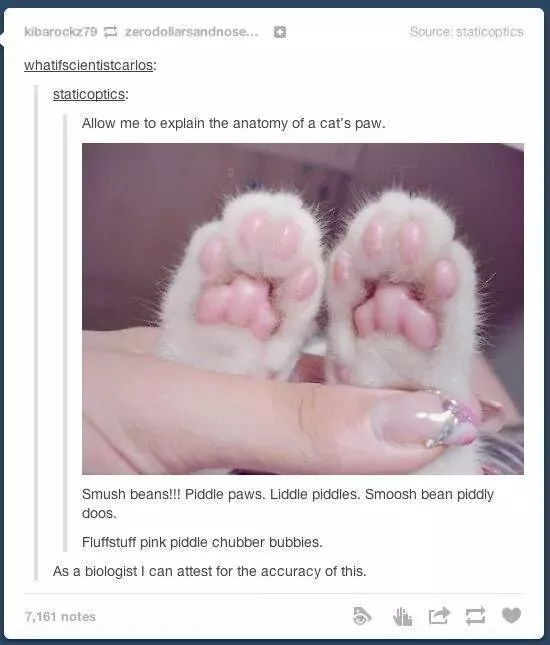 Cats always funny and lovable - #11 