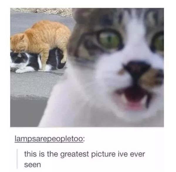 Cats always funny and lovable - #12 