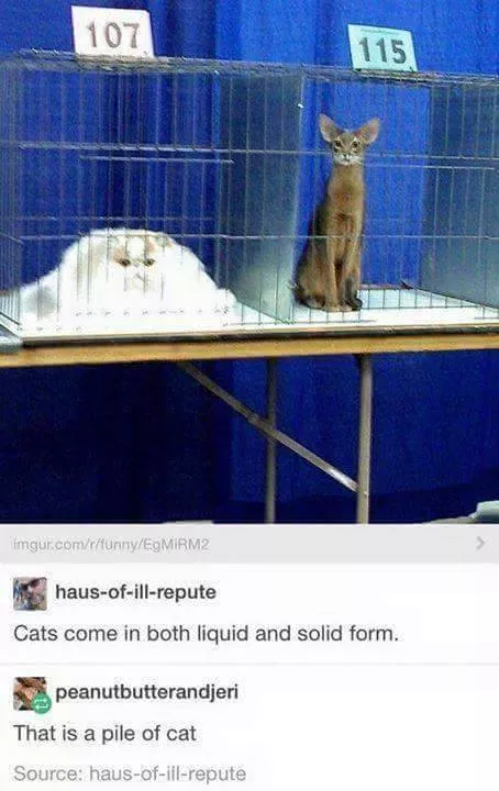 Cats always funny and lovable - #13 