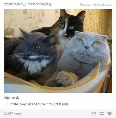 Cats always funny and lovable - #15 