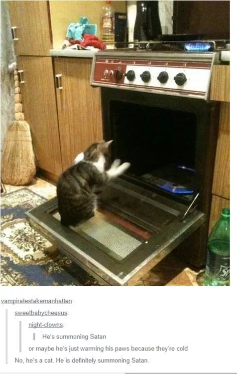 Cats always funny and lovable - #16 