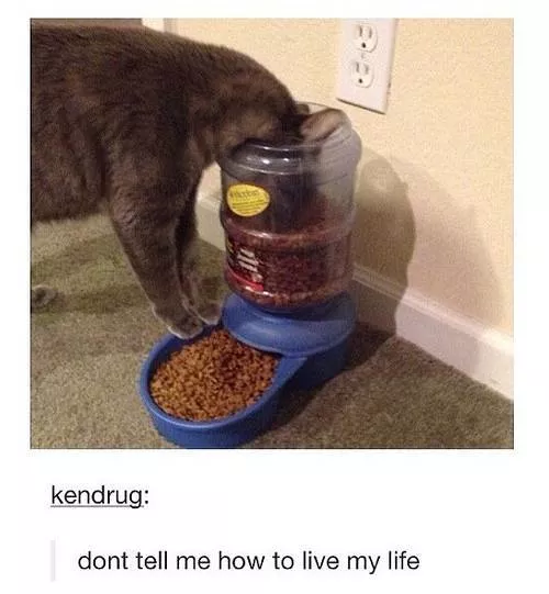 Cats always funny and lovable - #17 