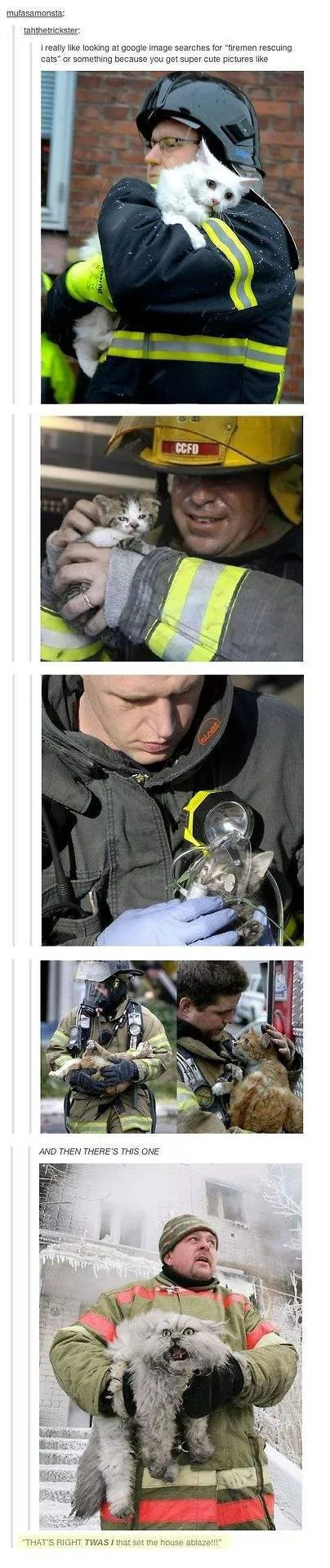 Cats always funny and lovable - #18 