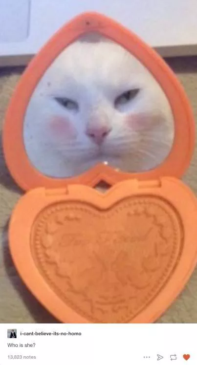 Cats always funny and lovable - #19 