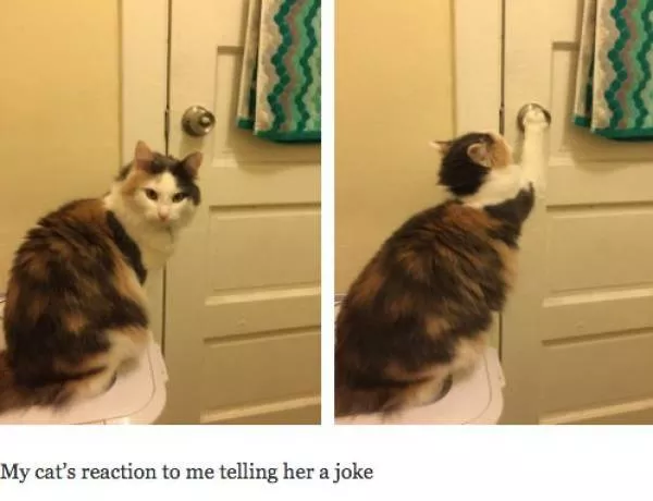 Cats always funny and lovable - #2 