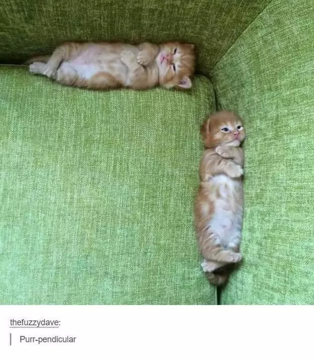 Cats always funny and lovable - #20 