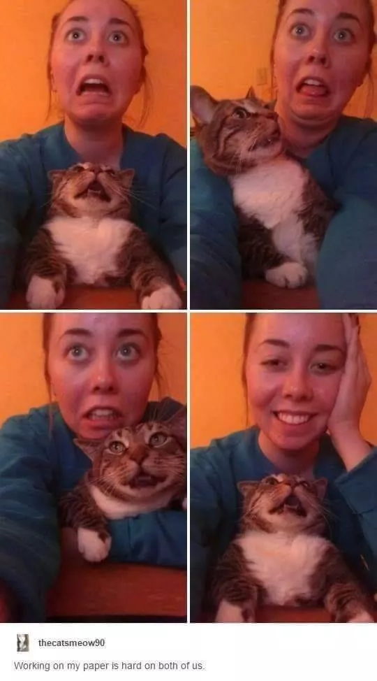 Cats always funny and lovable - #21 