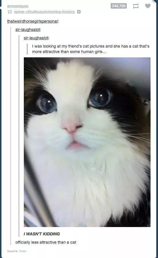 Cats always funny and lovable - #22 