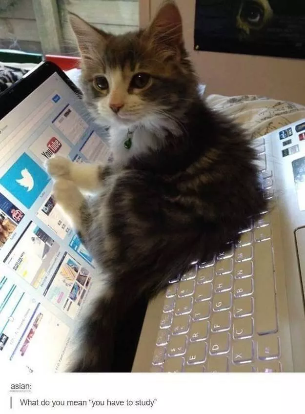 Cats always funny and lovable - #23 