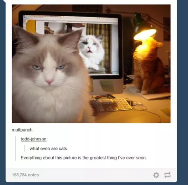 Cats always funny and lovable - #24 