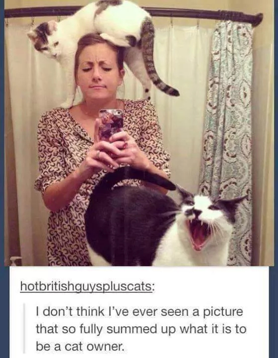 Cats always funny and lovable - #25 