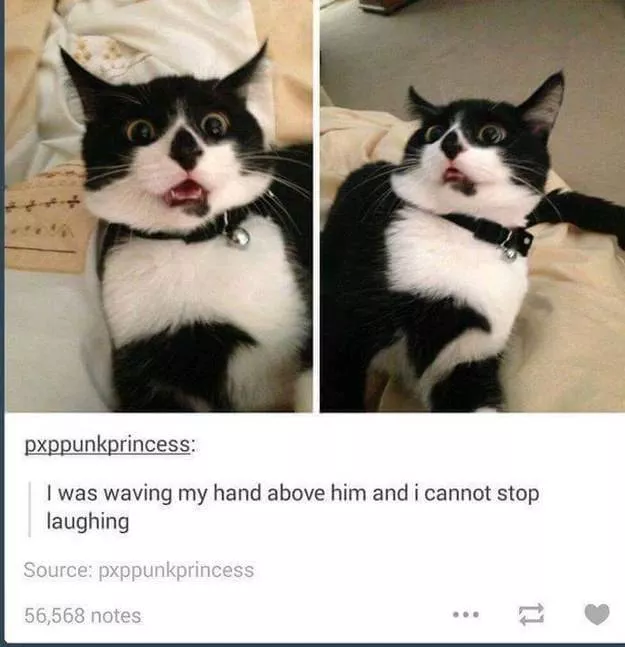 Cats always funny and lovable - #26 