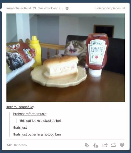 Cats always funny and lovable - #27 