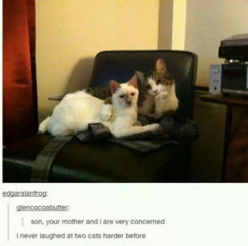 Cats always funny and lovable - #3 