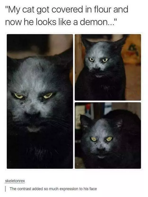 Cats always funny and lovable - #4 