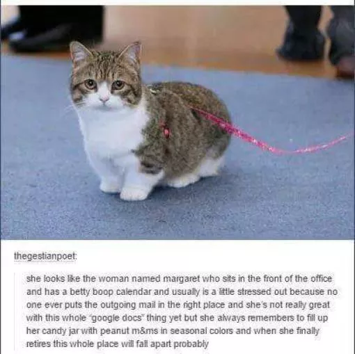 Cats always funny and lovable - #5 
