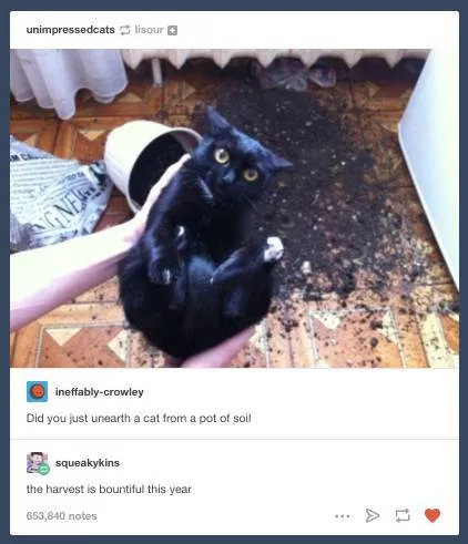 Cats always funny and lovable - #6 