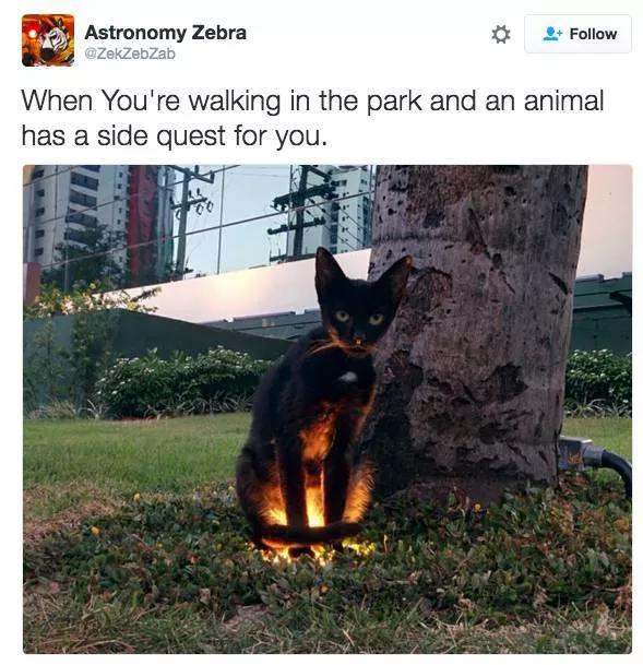 Cats always funny and lovable - #7 