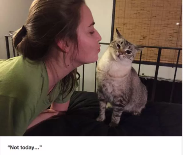 Cats always funny and lovable - #8 