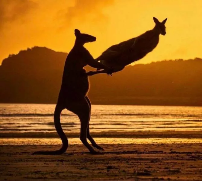 Perfect timing a gallery of lucky shots - #10 