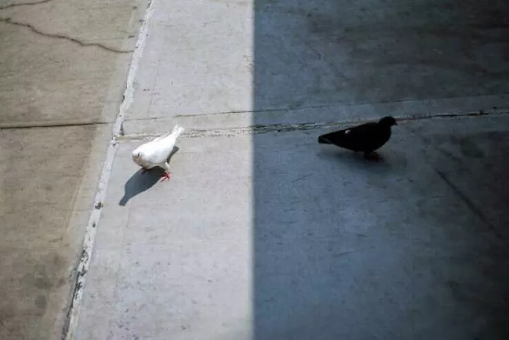 Perfect timing a gallery of lucky shots - #16 