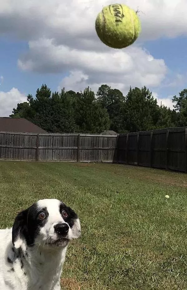 Perfect timing a gallery of lucky shots - #22 