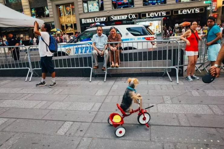Animaux en ville des moments de joie - #1 