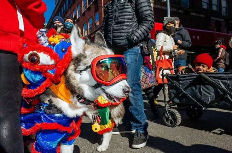 Animaux en ville des moments de joie - #13 