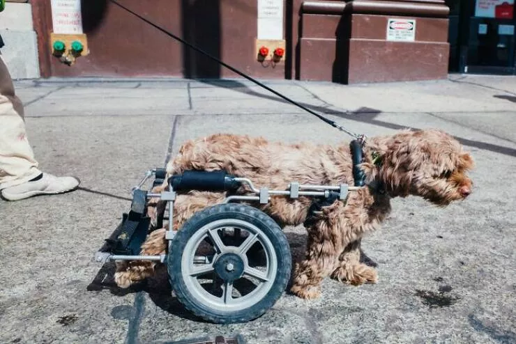 Animals in the city moments of joy - #15 