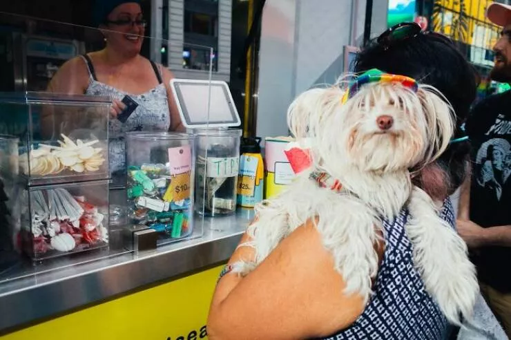 Animals in the city moments of joy - #16 