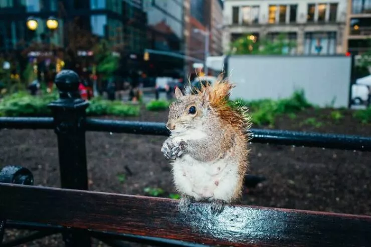 Animaux en ville des moments de joie - #17 