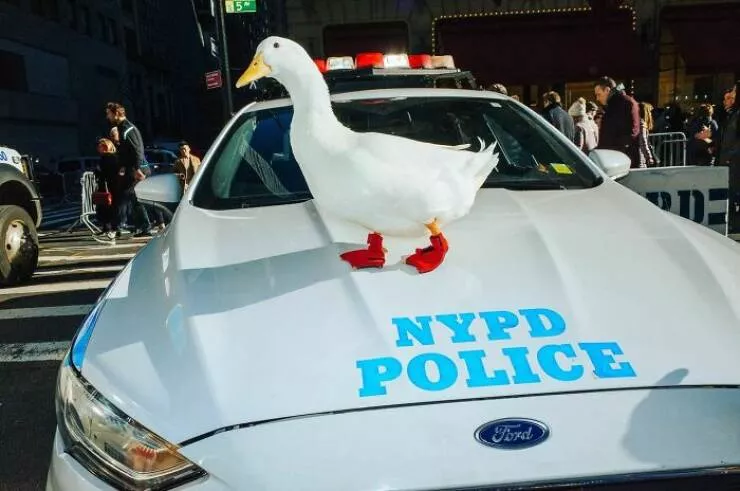 Animaux en ville des moments de joie