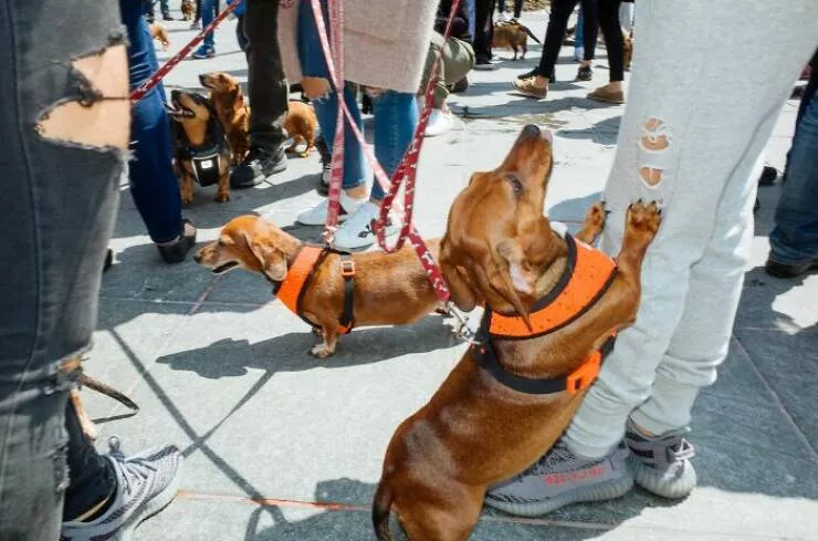 Animaux en ville des moments de joie - #19 