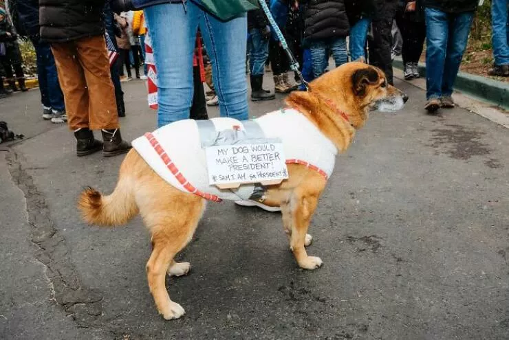Animals in the city moments of joy - #2 