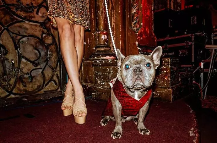 Animals in the city moments of joy - #20 