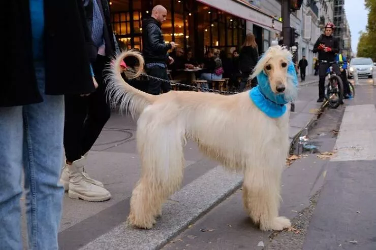 Animals in the city moments of joy