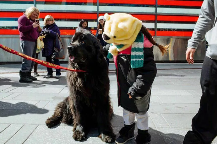 Animaux en ville des moments de joie - #22 