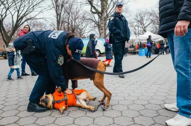 Animals in the city moments of joy - #23 