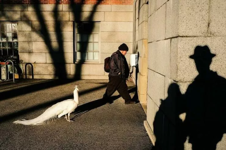 Animaux en ville des moments de joie - #24 