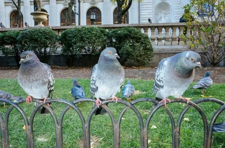 Animals in the city moments of joy - #25 