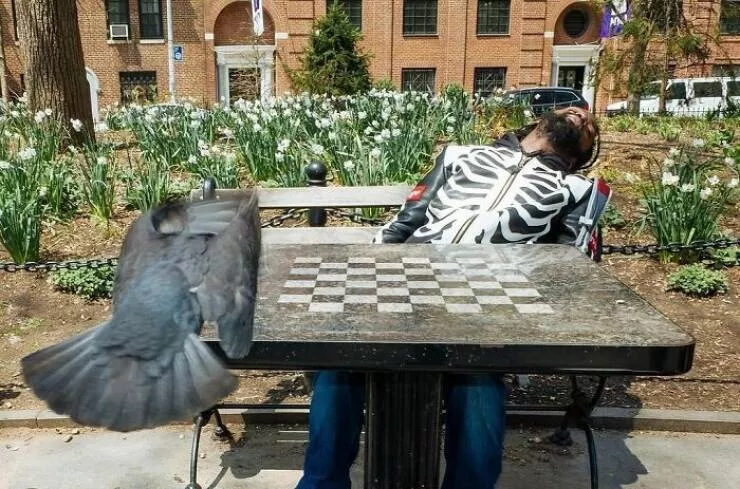 Animaux en ville des moments de joie - #30 