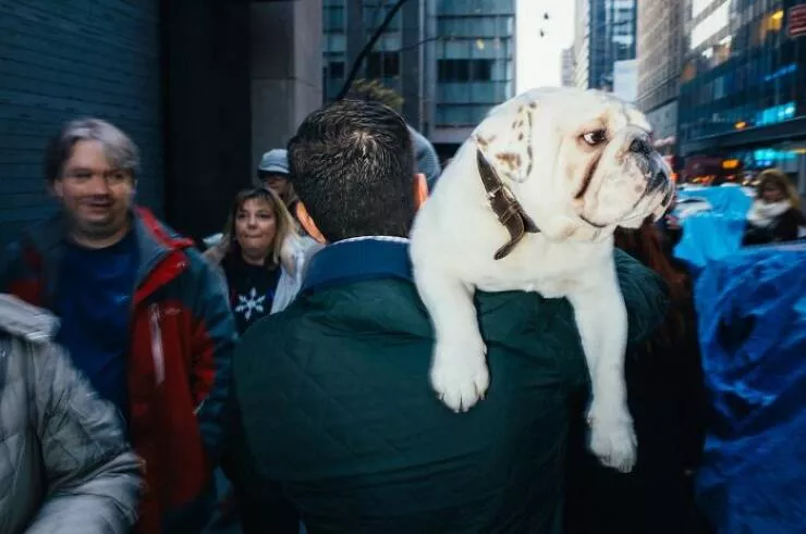 Animaux en ville des moments de joie - #32 