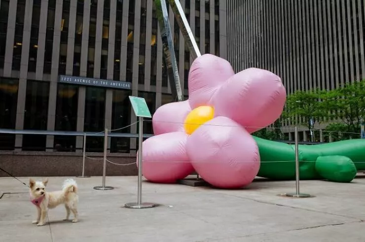 Animals in the city moments of joy - #33 